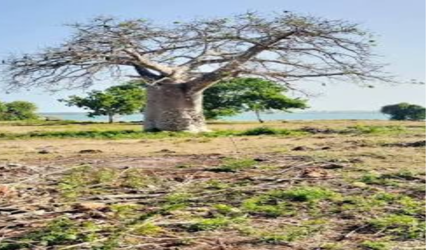 LAND FOR SALE