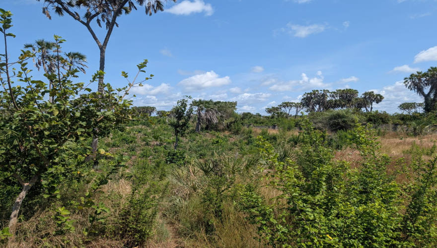 DIANI LAND FOR SALE