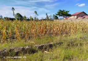 Ruai, Nairobi, ,Land,For Sale,Ruai,1036