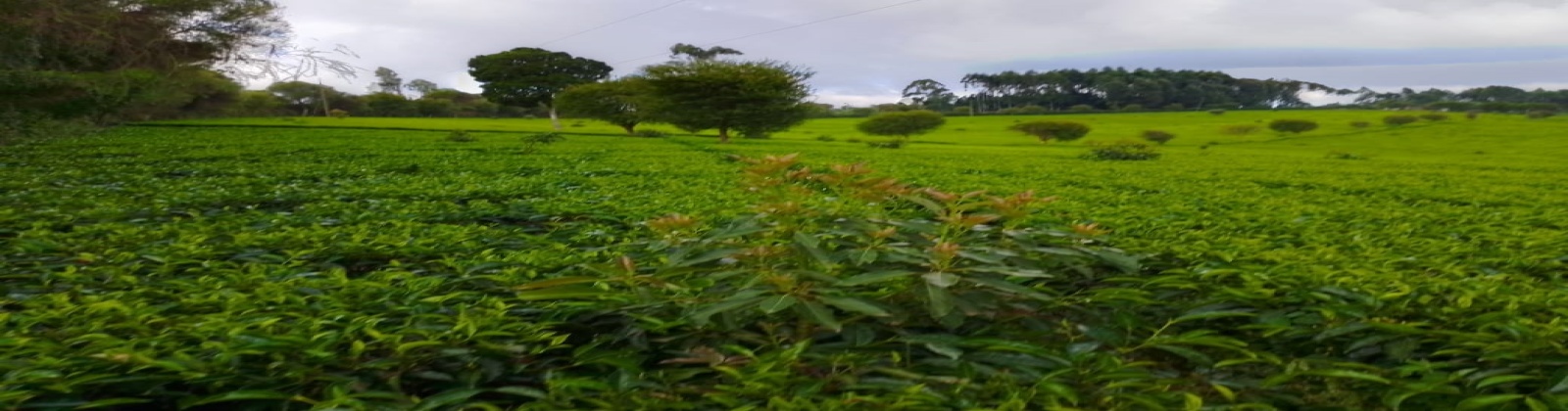 Gituru, Kandara, ,Land,For Sale,Gituru,1039